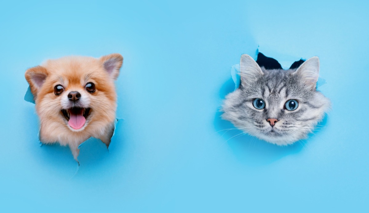 Quiz: Should I Get A Cat Or Dog? Based on 20 Facts 11