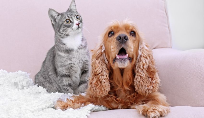 A dog and cat sitting on a pink couch.