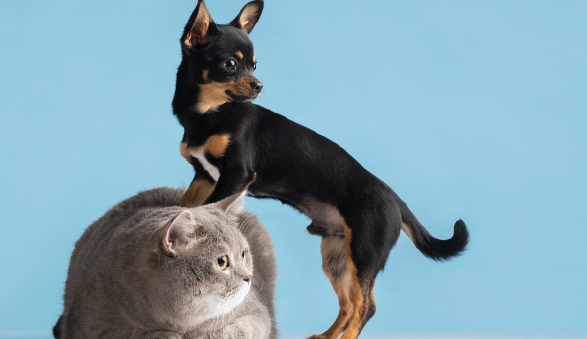 Quiz: Should I Get A Cat Or Dog? Based on 20 Facts 16