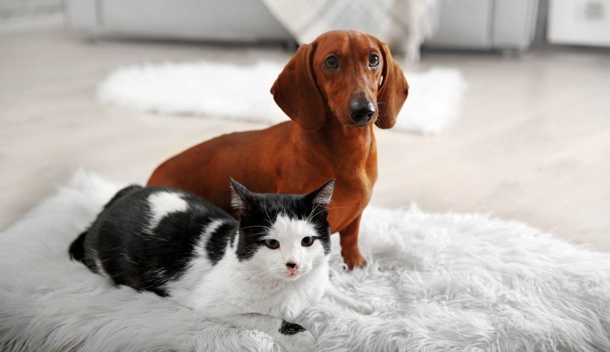 Quiz: Should I Get A Cat Or Dog? Based on 20 Facts 19