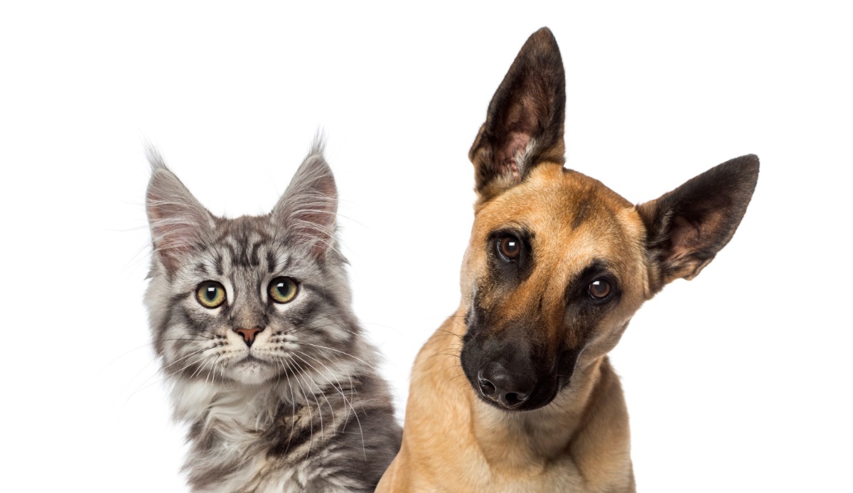 Quiz: Should I Get A Cat Or Dog? Based on 20 Facts 18