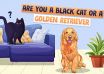 Golden Retriever or Black Cat Quiz