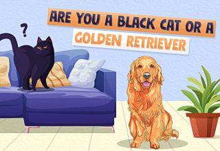 Golden Retriever or Black Cat Quiz