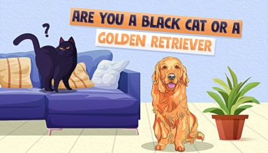 Golden Retriever or Black Cat Quiz