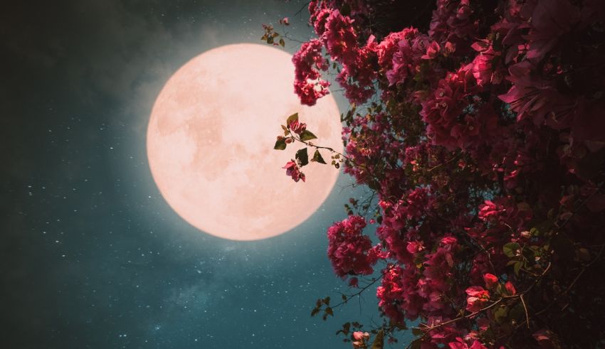 A full moon with pink flowers in the sky.