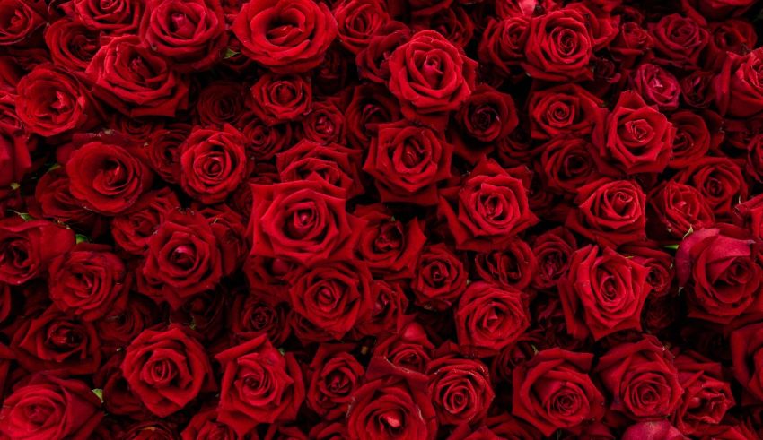 Many red roses are arranged in a row.