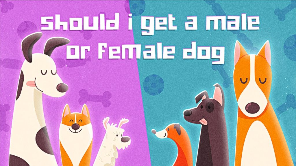 Should I Get A Male Or Female Dog