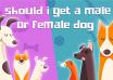 Should I Get A Male Or Female Dog