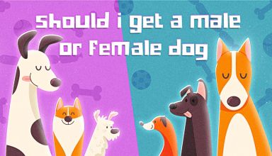 Should I Get A Male Or Female Dog
