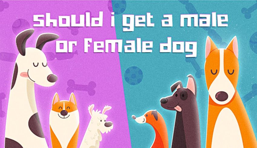 Should I Get A Male Or Female Dog