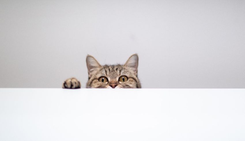 A cat peeking over a table.