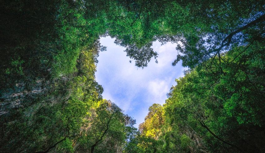 A heart shaped hole in the middle of a forest.