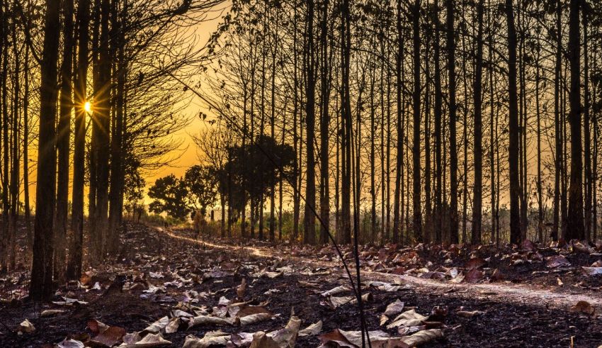 The sun is setting over a burned forest.