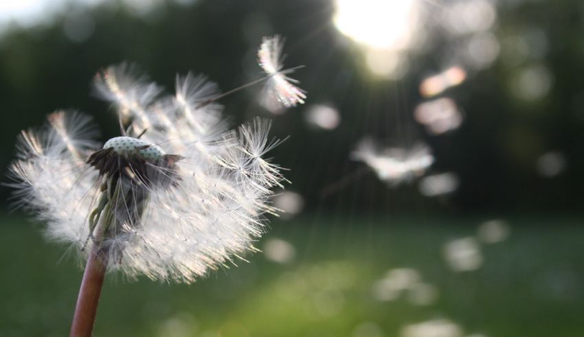 A dandelion blowing in the wind.