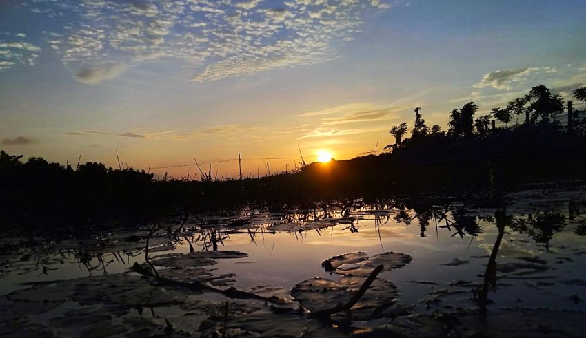 The sun is setting over a pond with water lilies.