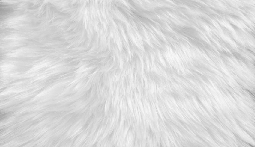 A close up image of a white furry rug.