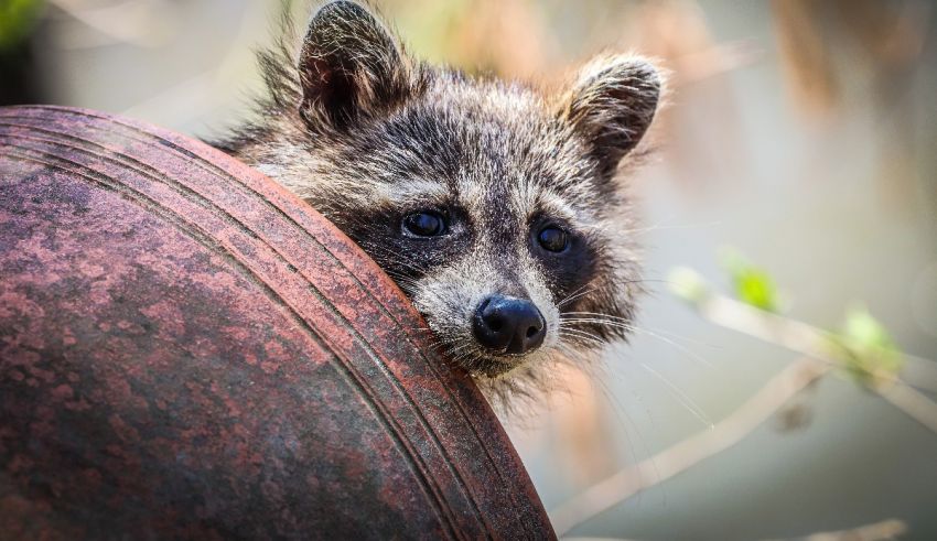 What Raccoon Are You
