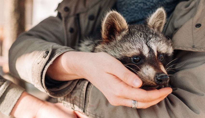 What Raccoon Are You