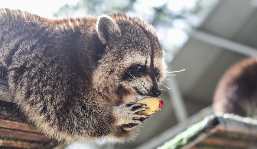 What Raccoon Are You