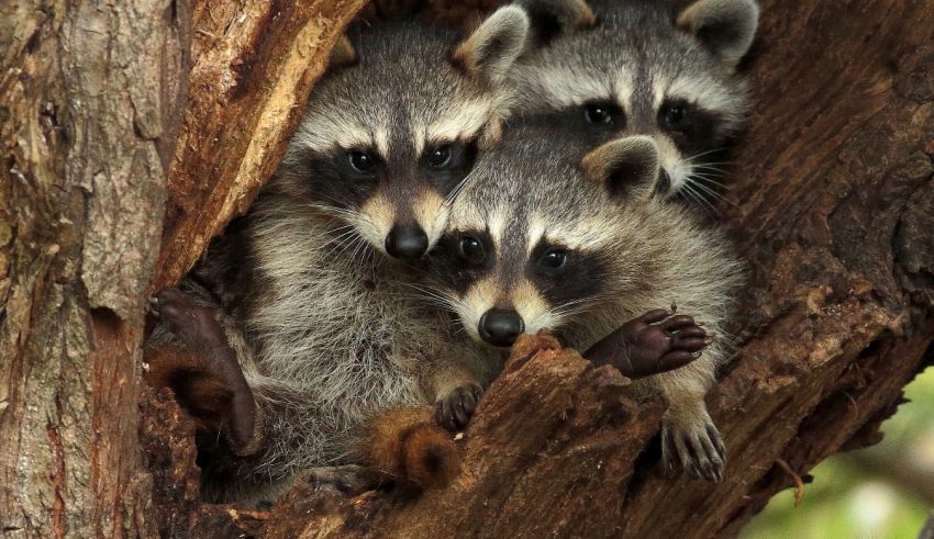 What Raccoon Are You