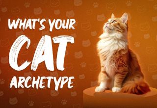 What's Your Cat Archetype