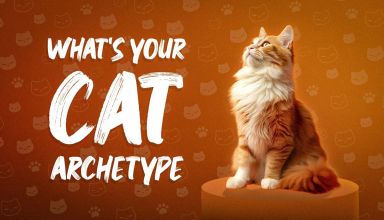 What's Your Cat Archetype