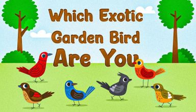 Which Exotic Garden Bird Are You
